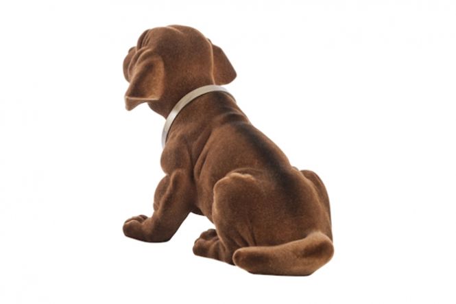 Hovedbilde Dax - stor nikkehund