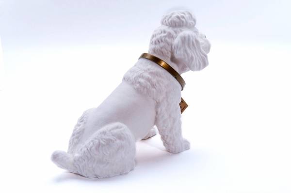 Puddel - stor hvit nikkehund